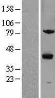 NBL1-18264 - ZPBP1 Lysate